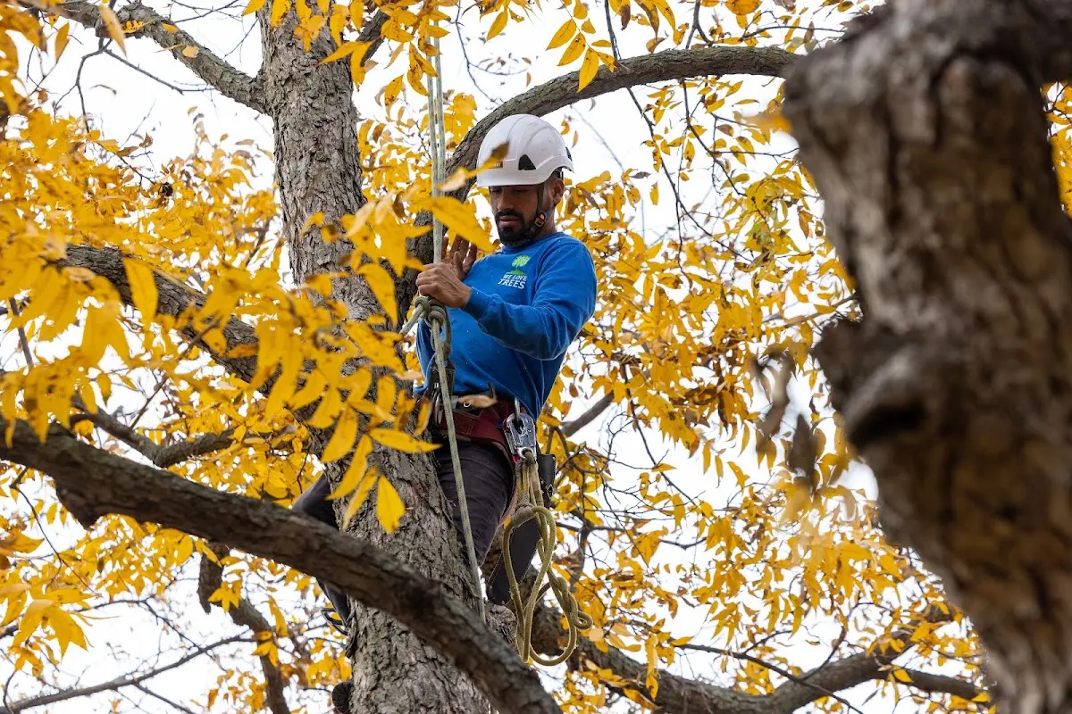 Skilled Tree Planting crew working in Rushford